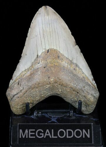 Megalodon Tooth - North Carolina #59191